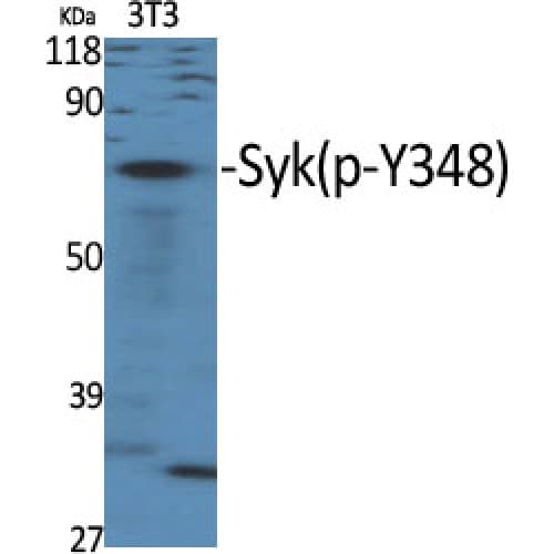 SYK Antibody (290-370 aa)