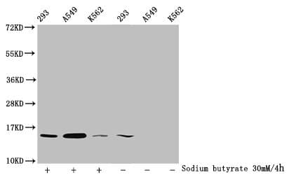 HIST1H2BN Antibody