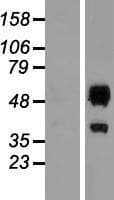 ERMAP / SC Protein (Over-Expression Lysate Myc-DDK (Flag))