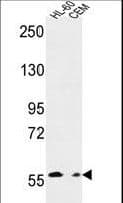 MICALL2 Antibody (aa841-870)