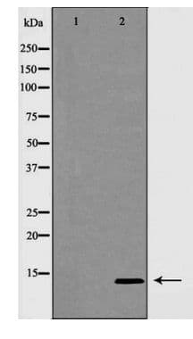 INSL3 Antibody