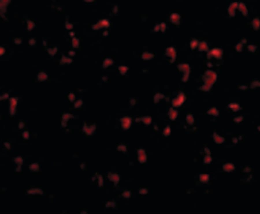 RYBP Antibody