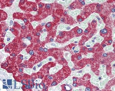 IHC-plus™ GPC6 / Glypican 6 Antibody