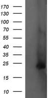 FATE1 Antibody (clone OTI7A8)