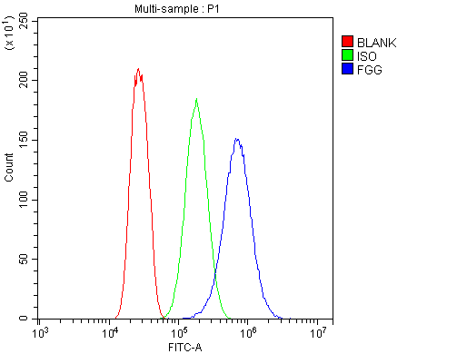 Polyclonal Rabbit anti-Human FGG / Fibrinogen Gamma Antibody (IHC, WB)