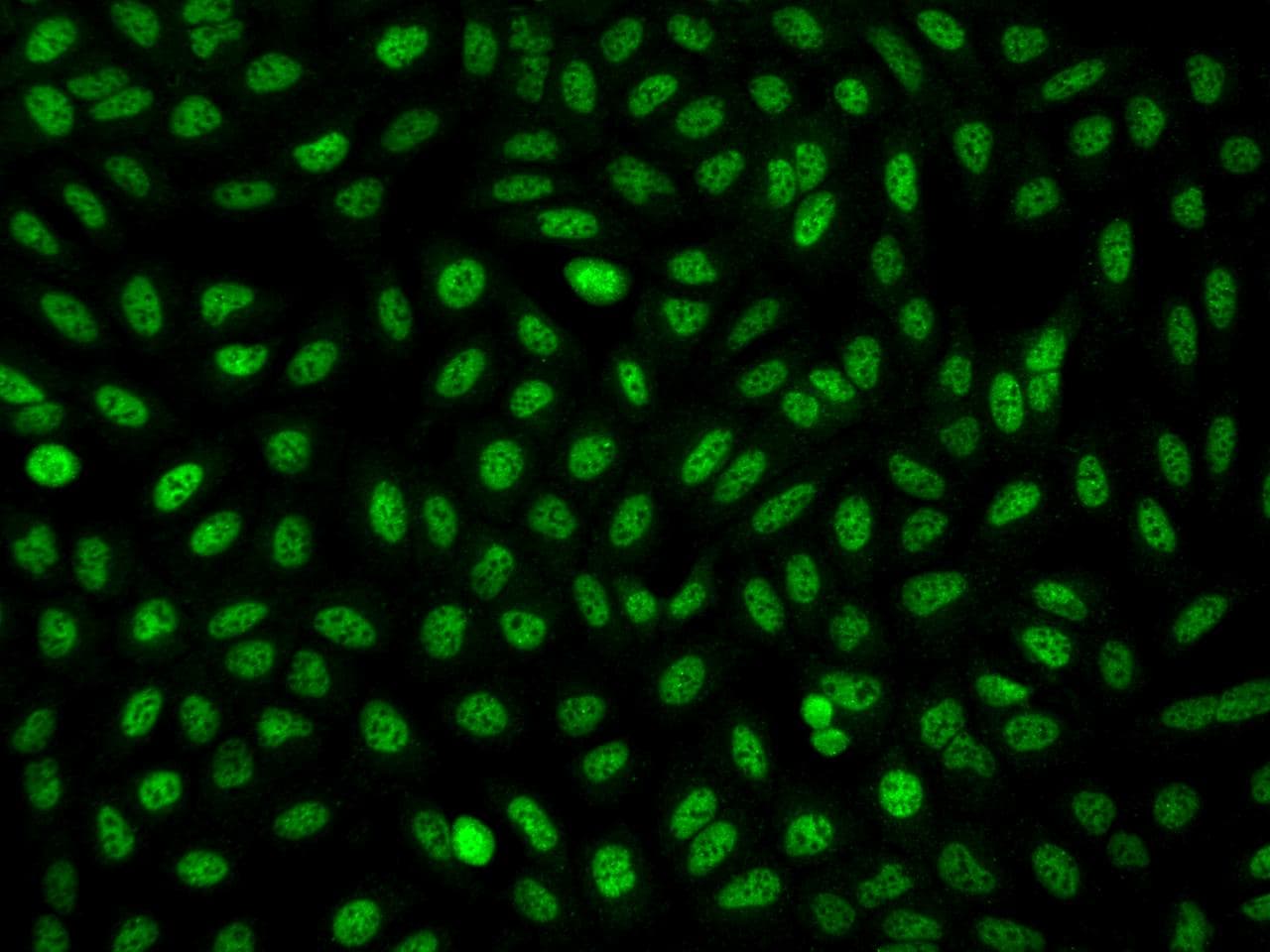 FAM212A Antibody