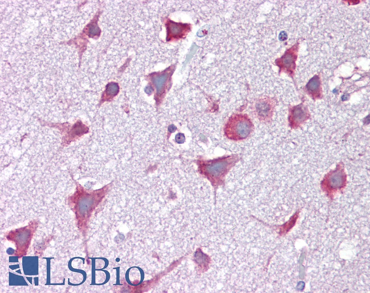 IHC-plus™ CXXC4 Antibody