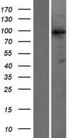 VAV3 Protein (Over-Expression Lysate Myc-DDK (Flag))