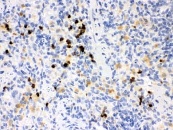 MMP8 Antibody
