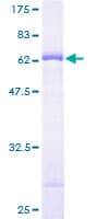 Human BYSL Protein (Recombinant GST)