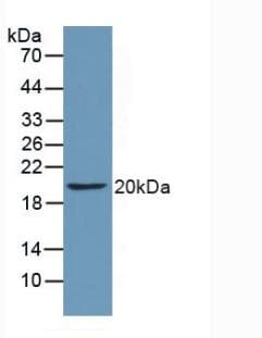 CD40L Antibody