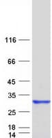 Human RGS16 Protein (Recombinant Myc-DDK (Flag))
