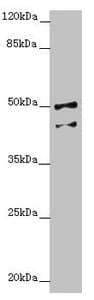 Polyclonal Rabbit anti-Human NPTN / SDR1 Antibody (IHC, WB)