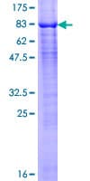 Human ARIH2 Protein (Recombinant GST)
