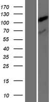 TDRKH Protein (Over-Expression Lysate Myc-DDK (Flag))