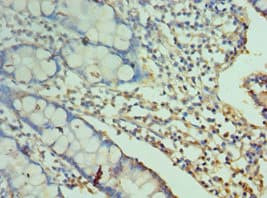 CD244 Antibody (aa22-224)