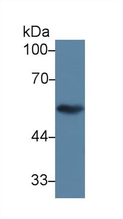 TUBB1 / Tubulin Beta 1 Antibody (aa166-451, Biotin)