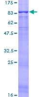 Human ASIC1 / ACCN2 Protein (Recombinant GST)