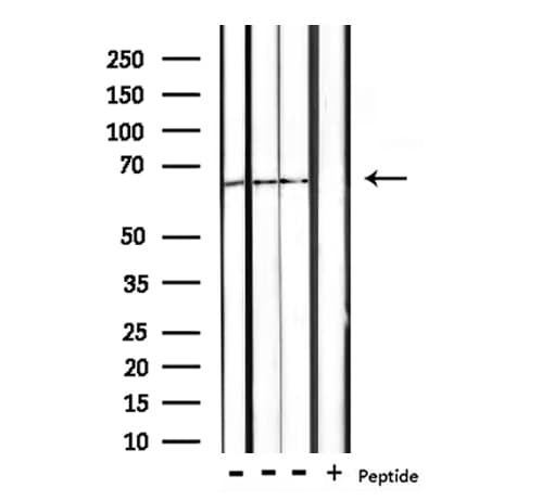 CTPS Antibody