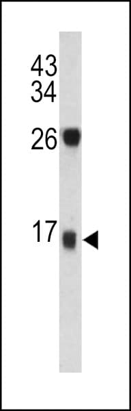 DCD / Dermcidin Antibody (aa74-103)