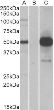 COPS3 / CSN3 Antibody (aa301-311)