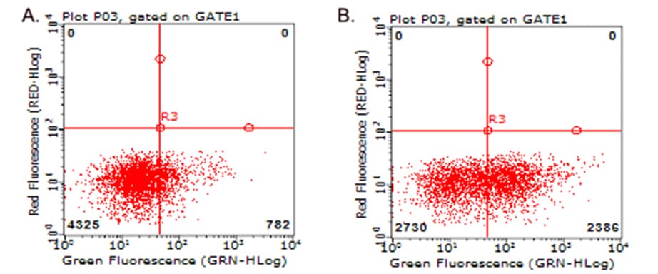 Monoclonal Mouse anti-Human TNFRSF4 / CD134 / OX40 Antibody (clone OTI2F12A2, WB)