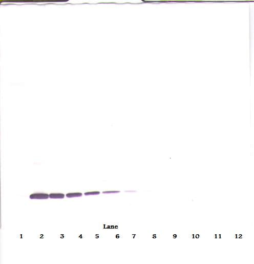 IL2 Antibody