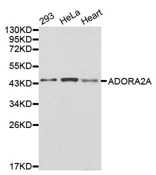 ADORA2A/Adenosine A2A Receptor Antibody