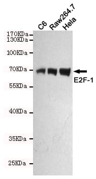 E2F1 Antibody