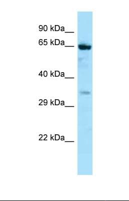NOX5 Antibody (aa459-508)