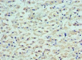 LYVE1 Antibody (aa20-238)