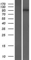 DENND2C Protein (Over-Expression Lysate Myc-DDK (Flag))