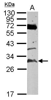 IHC-plus™ TATDN3 Antibody