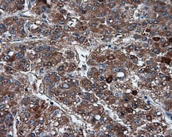 FAHD2A Antibody (clone OTI5G1)