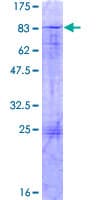 Human ZFP161 Protein (Recombinant GST)