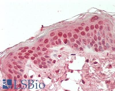 IHC-plus™ SAHH / AHCY Antibody (aa2-432)