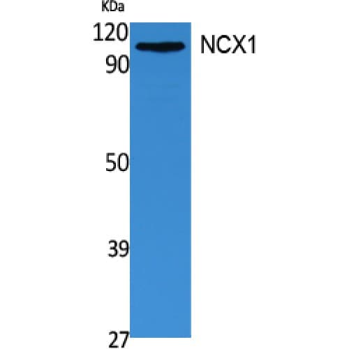 SLC8A1 / NCX1 Antibody (270-350 aa, Internal)