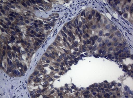 RAB3A Antibody (clone OTI1G3)