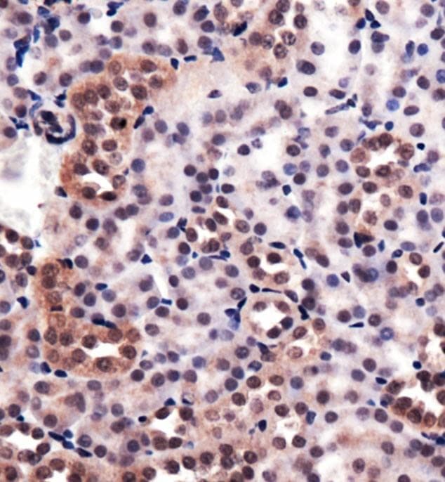 HMOX1 / HO-1 Antibody (DY488)