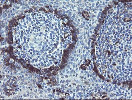 TSC22D1 / TSC22 Antibody (clone OTI1A5)