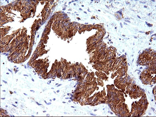 Monoclonal Mouse anti-Human SCAMP2 Antibody (clone OTI1H10, IHC, WB)