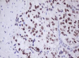 TLE1 / TLE 1 Antibody (clone OTI1A11)