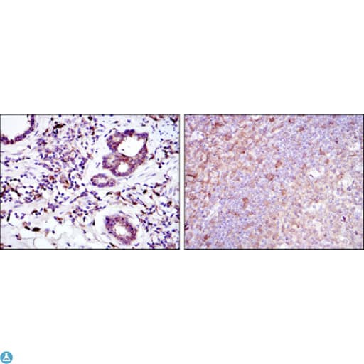 BID Antibody