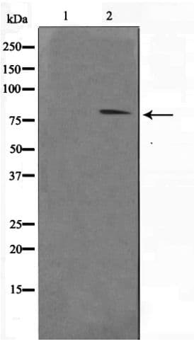 Polyclonal Rabbit anti-Human STAT1 Antibody (phospho-Tyr701, IHC, WB)