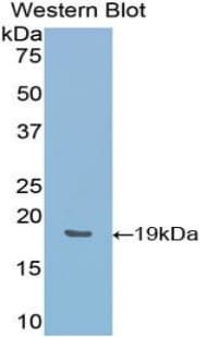 HMOX1 / HO-1 Antibody (aa145-237)