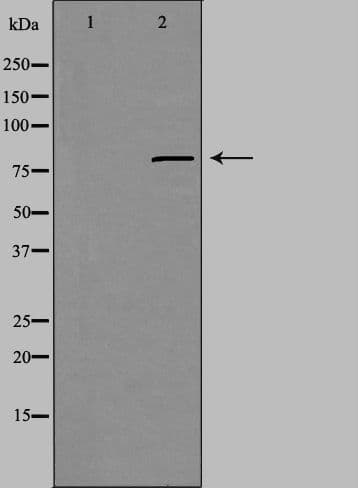 CHML Antibody
