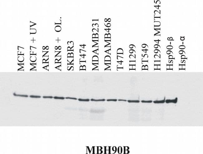 HSP90 / Heat Shock Protein 90 Antibody (clone MBH90B)