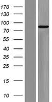 ZFP219 / ZNF219 Protein (Over-Expression Lysate Myc-DDK (Flag))