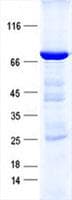 Human ADAT1 Protein (Recombinant GST, N-terminus + His, C-terminus)