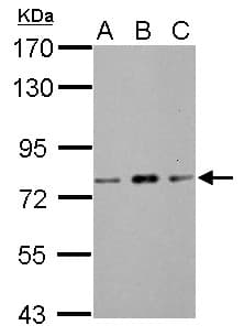 ZBTB20 Antibody